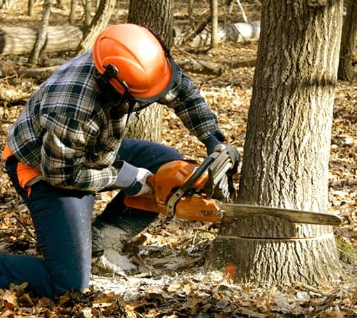 Tree Removal in Monroe, MI